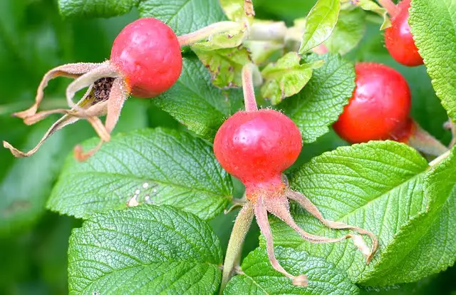 rose-hip-2687207_640